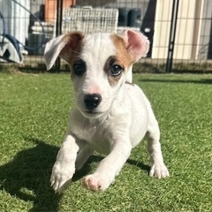 【飼い主様決まりました】ジャックラッセルの男の子🍀