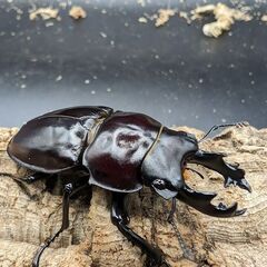 ヤエヤママルバネクワガタ　配送可　１ペア