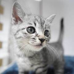 サバトラ2兄妹の男の子 - 猫