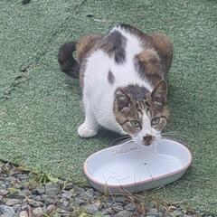 急募 5-7歳の三毛のメス猫