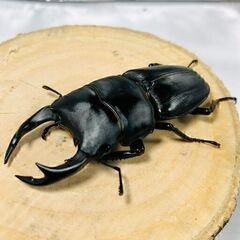 国産オオクワガタ トリオ ♂64mm ♀46mm ♀45mm お...