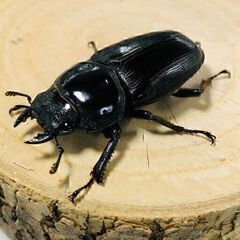 国産オオクワガタ ペア ♂70mm ♀45mm おうち時間のおともに！！② オオクワガタ オオクワの画像