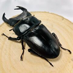 国産オオクワガタ ペア ♂70mm ♀45mm おうち時間のおともに！！② オオクワガタ オオクワの画像