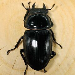 国産オオクワガタ ペア ♂70mm ♀45mm おうち時間のおともに！！② オオクワガタ オオクワの画像