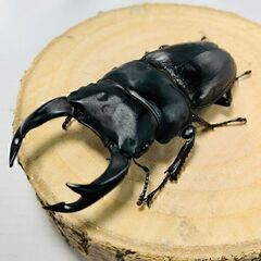 国産オオクワガタ ペア ♂70mm ♀45mm おうち時間のおと...