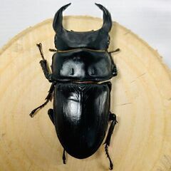 国産オオクワガタ ペア ♂70mm ♀45mm おうち時間のおともに！！② オオクワガタ オオクワの画像