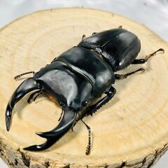 国産オオクワガタ トリオ ♂68mm ♀44mm ♀40mm お...
