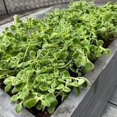 【夜間対応可】家事代行、片付け、植物の植え替え、水槽掃除、各種代行 − 神奈川県
