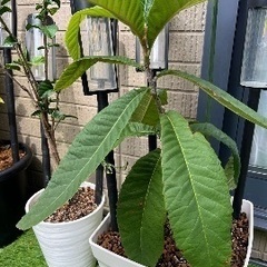 【夜間対応可】家事代行、片付け、植物の植え替え、水槽掃除、各種代行 - 地元のお店