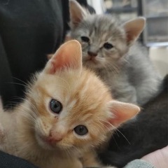 仔猫　5匹　9/21生まれ　3匹決まりました！