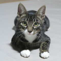 遊び好きでゴロスリな★ゲンくん