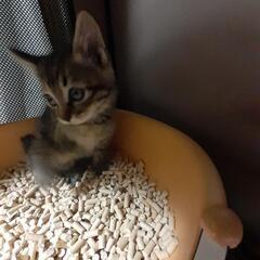 里親を募集中です - 猫