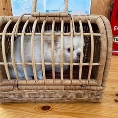小型犬 猫 小動物 キャリー バッグの画像