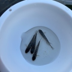 おしい！ブルームーン😢越冬チビ達