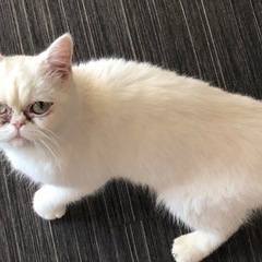 エキゾチック猫女の子(*ΦωΦ*)( ơ ᴗ ơ )