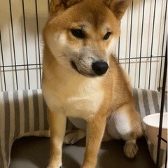 柴犬　1歳　オス