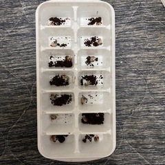 エレファスゾウカブト幼虫10頭　その2