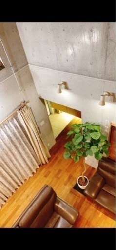 大型観葉植物ウンベラータ