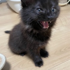 生後２ヶ月　黒猫長毛女子‼️