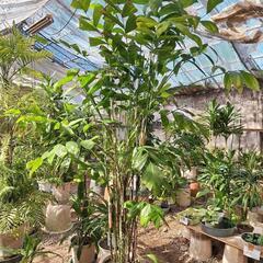 お値打ち観葉植物が残りわずかに‼️の画像