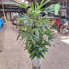 お値打ち観葉植物が残りわずかに‼️の画像
