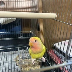 インコ探してます