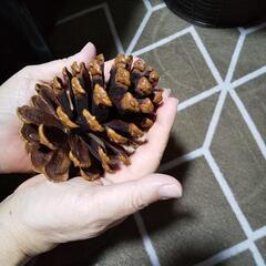 アメリカの大きな松ぼっくり