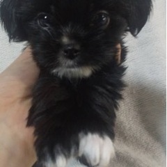 激カワミックス犬　チン、ヨークシャー総額13万