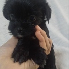 可愛いミックス犬　チン、ヨークシャー総額15万