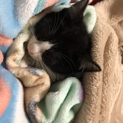 至急です。白黒の子もらってください