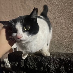 ぱっちりおめめの甘えん坊ちゃん♪