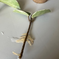 斑入り サクララン　ホヤ　カルノーサ　ワックスプラントの画像