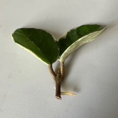 斑入り サクララン　ホヤ　カルノーサ　ワックスプラントの画像