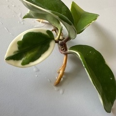 斑入り サクララン　ホヤ　カルノーサ　ワックスプラントの画像