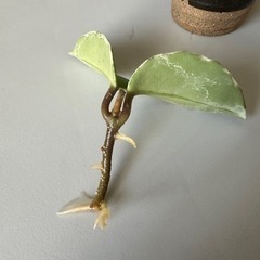 斑入り サクララン　ホヤ　カルノーサ　ワックスプラントの画像