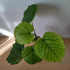 観葉植物 フィカスウンベラータ 約45cm