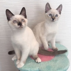 シャム&シャムトラ姉妹