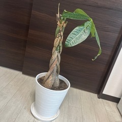 観葉植物　パキラ