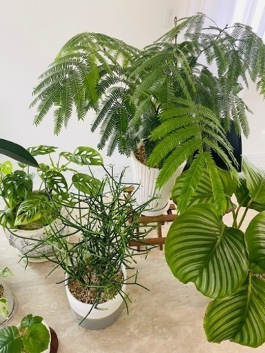 観葉植物8鉢セットまとめ売り　ツピダンサス　エバーフレッシュ※1週間以内に消去予定です※