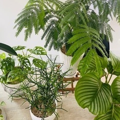 観葉植物8鉢セットまとめ売り ツピダンサス エバーフレッシュ※1週間