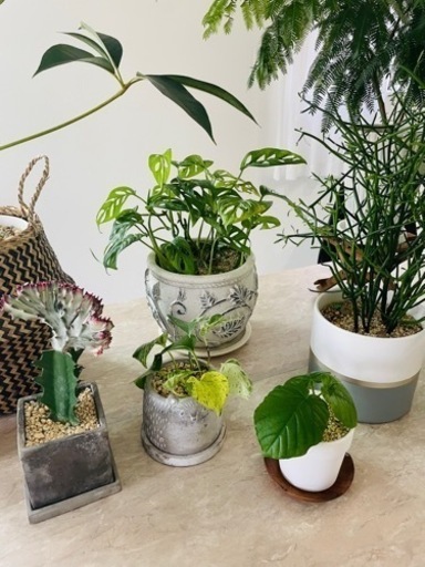 観葉植物8鉢セットまとめ売り　ツピダンサス　エバーフレッシュ※1週間以内に消去予定です※