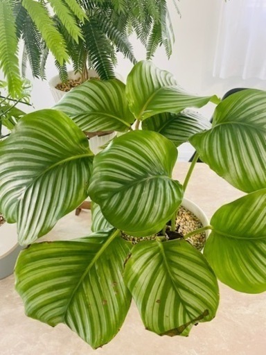 観葉植物8鉢セットまとめ売り　ツピダンサス　エバーフレッシュ※1週間以内に消去予定です※