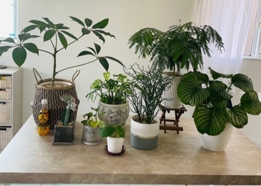 観葉植物8鉢セットまとめ売り　ツピダンサス　エバーフレッシュ※1週間以内に消去予定です※