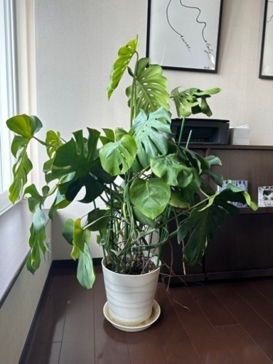 モンステラ　140cm
