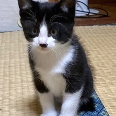 ８月30日生まれハチワレ　オス（募集中断）