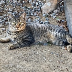子猫オス6ヶ月位（譲渡費用なし）