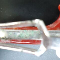 赤珊瑚　Red Coral 　红珊瑚 认证的　Красный коралл の画像