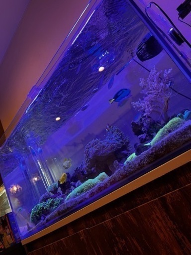 海水魚水槽　一式