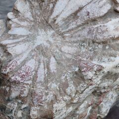 30㎏ 赤花菊花石 鑑賞石 水石 天然自然石