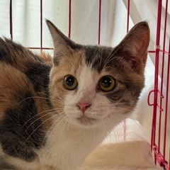 犬慣れ猫慣れ抜群！パステルカラー🩵